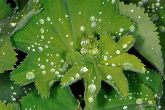 Frauenmantel,  Alchemilla spp., Laubbl&auml;tter, Lotuseffekt, Guttation