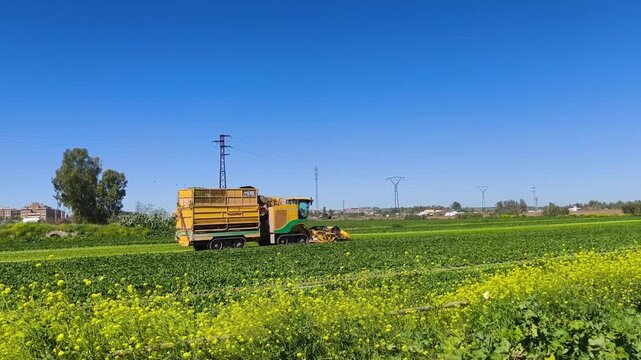 M&aacute;quina cosechadora de espinaca cortando y recogiendo hojas en campo agr&iacute;cola