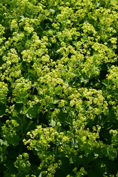 Frauenmantel,  Alchemilla sp., Alchemilla mollis, Bl&uuml;te, Laubbl&auml;tter