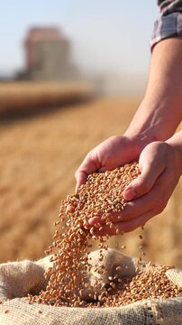 Wheat grains in the hands of a successful young farmer after a good harvest. Agricultural machinery combine harvester working in the background. Slow motion, close up