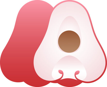 Bell Fruit or Water Apple Isolated Vector for Graphic Design