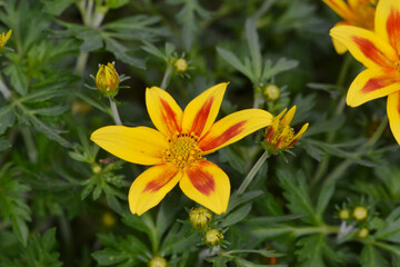 Fototapeta premium Zweizahn Hawaiian Flare; Bidens triplinervia; Yellow Red Star