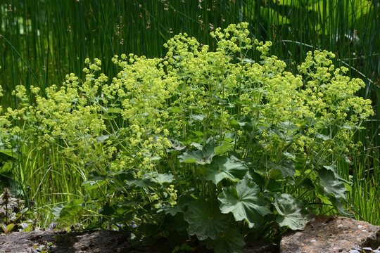Frauenmantel,  Alchemilla sp., Alchemilla mollis, Bl&uuml;te, Laubbl&auml;tter