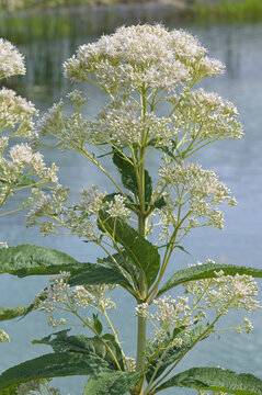 Dost,  Wei&szlig;er Wasserdost, Eupatorium fistulosum, Bartered Bride