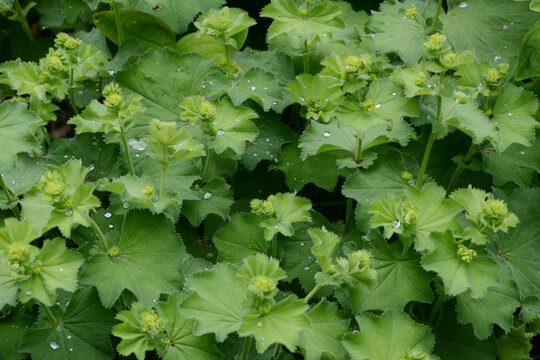 Frauenmantel,  Alchemilla sp., Alchemilla mollis, Bl&uuml;te, Laubbl&auml;tter
