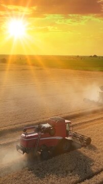 Two combine harvesters working on the wheat field at sunset, drone shot. Aerial view of harvesting wheat agricultural activity. Beautiful rural summer landscape. Food production, agriculture concept.