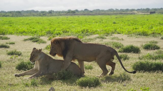 Wild African lion with majestic mane mating with lioness in savanna, showing reproductive behavior and dominance in Africa