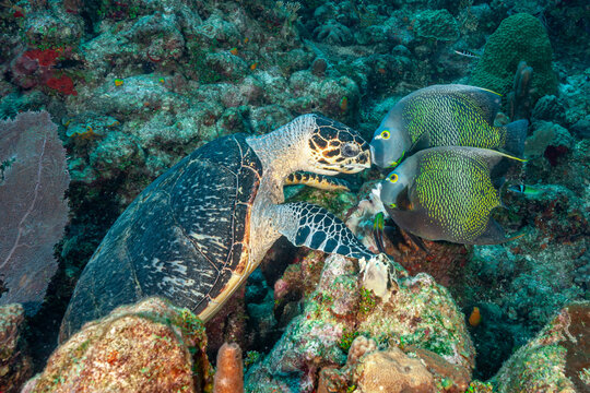 Honduras, Roatan, Hawksbill Sea Turtle (Eretmochelys imbricata) and French Angelfish (Pomacanthus paru)