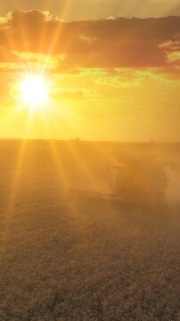 Two combine harvesters working on the wheat field at sunset, drone shot. Aerial view of harvesting wheat agricultural activity. Beautiful rural summer landscape. Food production, agriculture concept.