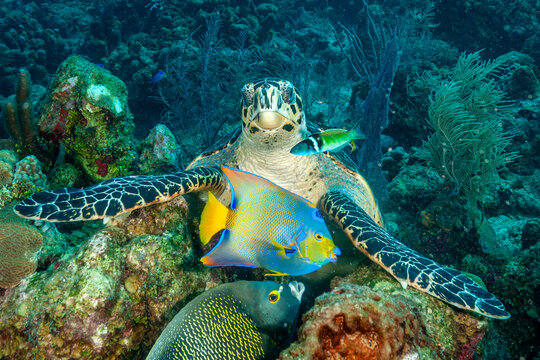 Honduras, Roatan, Hawksbill Sea Turtle (Eretmochelys imbricata) and French Angelfish (Pomacanthus paru) and Queen angelfish (Holacanthus ciliaris)