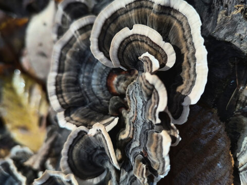 Macro of textured bracket fungi growing on decaying wood, revealing intricate natural patterns, organic forms, and the ecological process of decomposition in forest environments