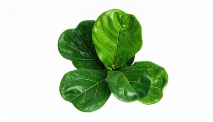 Fototapeta premium Fresh aromatic basil leaves and organic herbal sprigs isolated on a white background provide a healthy raw ingredient and fragrant spice for cooking