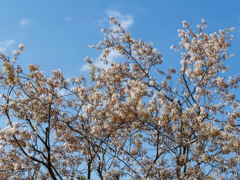 (Amelanchier canadensis) Kanadische Felsenbirne, ein Strauch mit wei&szlig;en Fr&uuml;hlingsbl&uuml;ten und rot-orangefarbenem Laub, der Parks und G&auml;rten mit leuchtenden Farbtupfern bereichert
