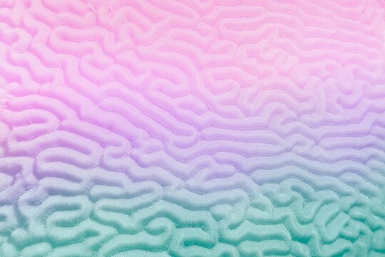 Multicolored violet- blue gradient abstract background - Organic texture of the hard brain coral
