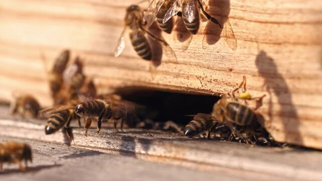 Honey bee fanning wings with exposed Nasonov gland at hive entrance