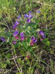 Fototapeta premium Wild purple and pink flowers growing in natural meadow with green grass. Close-up of blooming plant in spring, showcasing delicate petals and organic outdoor environment.
