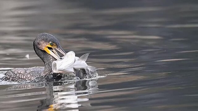Cormorant Gripping Fish at Calm Water Surface