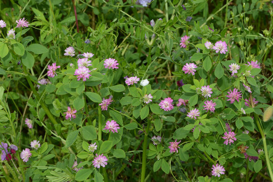 Klee, Persischer, Trifolium resupinatum