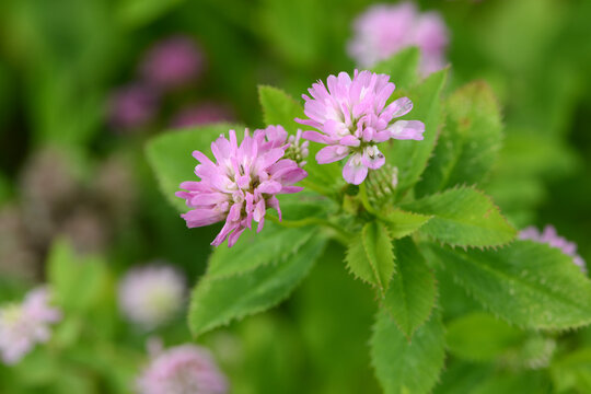 Klee, Persischer, Trifolium resupinatum