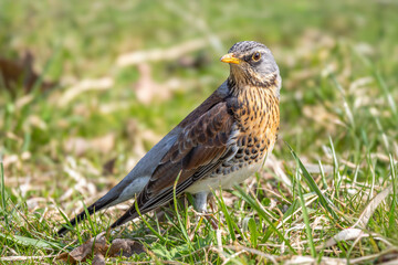 Kwiczoł(Turdus pilaris). © Janusz Lipiński