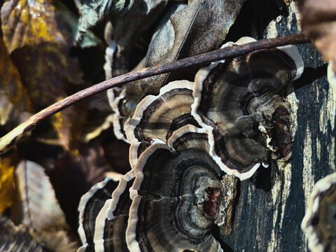 Detailed macro of bracket fungi on a decaying tree trunk with autumn leaves, emphasizing organic textures, natural patterns, and ecological decomposition in a forest environment.