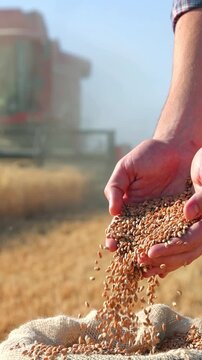 Wheat grains in the hands of a successful young farmer after a good harvest. Agricultural machinery combine harvester working in the background. Slow motion, close up