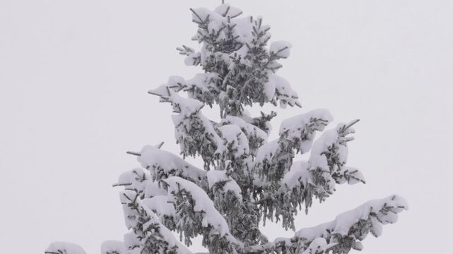 Pine tree during a heavy snowfall isolated on a white background
