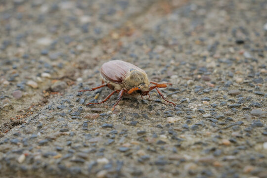 Cockchafer insect walking on ground with small orange feet and shield. 