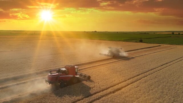 Two combine harvesters working on the wheat field at sunset, drone shot. Aerial view of harvesting wheat agricultural activity. Beautiful rural summer landscape. Food production, agriculture concept.