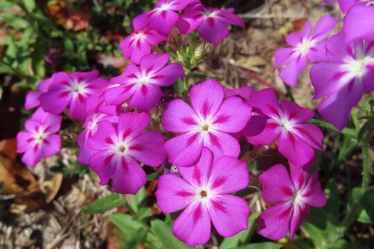 Purple Phlox drummond flowers in Florida nature, closeup