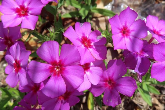 Purple Phlox drummond flowers in Florida nature, closeup