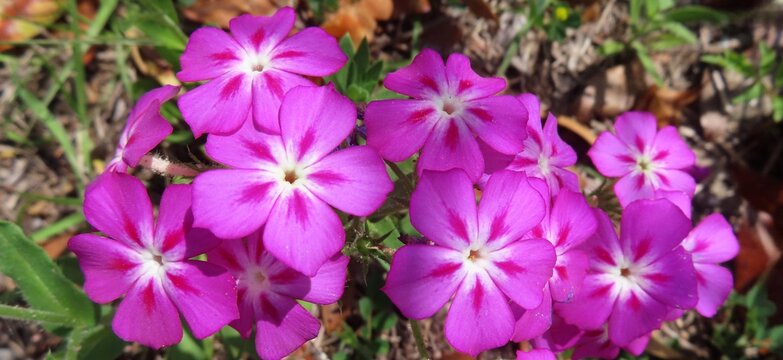 Purple Phlox drummond flowers in Florida nature, closeup