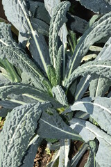 Fototapeta premium Palmkohl, Brassica oleracea var. palmifolia DC.
