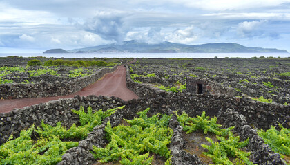 View of volcano vineyards, small stone fields and green vine plants on Pico Island, on horizon opposite island Faial, Azores © Klara Bakalarova