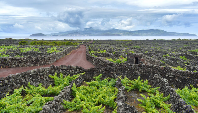 View of volcano vineyards, small stone fields and green vine plants on Pico Island, on horizon opposite island Faial, Azores