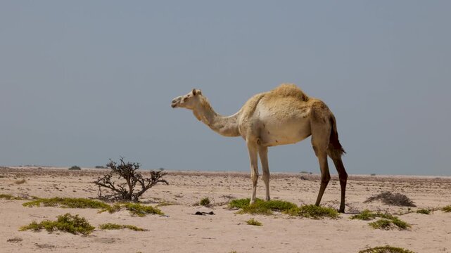 Arabian Camel feeding in arid desert landscape of Oman