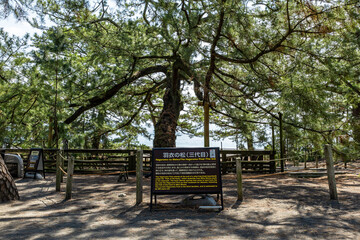 世界遺産三保松原に立つ伝説の羽衣の松, 