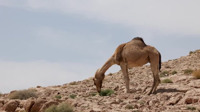 Arabian Camel feeding in arid desert landscape of Oman
