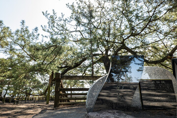 世界遺産三保松原に立つ伝説の羽衣の松, 