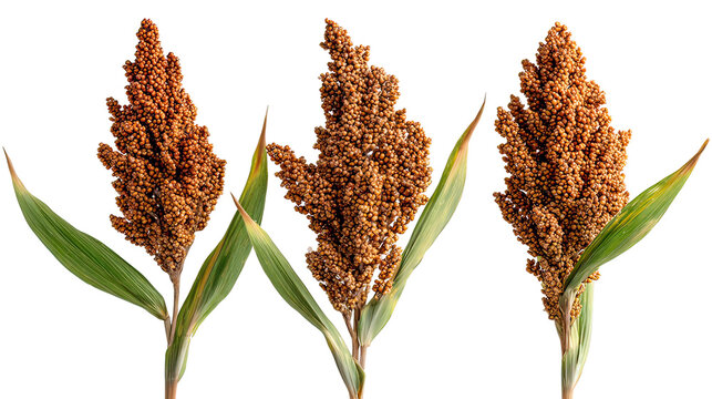 A close-up view of sorghum plants against a black background