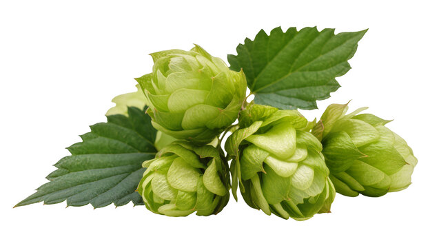 Green hop cones with serrated leaves, isolated on transparent background