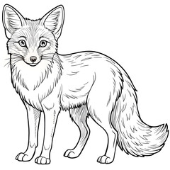 Obraz premium corsac fox animal isolated coloring page for kids