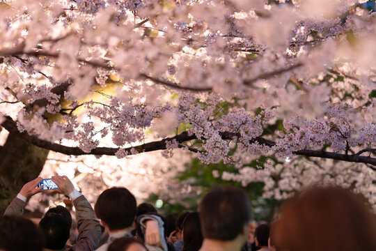 夜桜