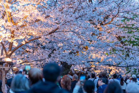 夜桜
