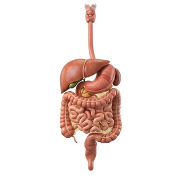 Hyper-Realistic 3D Render of the Human Digestive System Anatomy Isolated on White Background