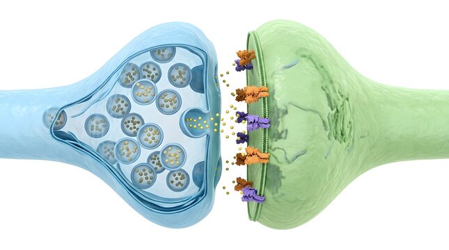 3D Medical Illustration of a Neural Synapse Connection and Neurotransmission Isolated on White