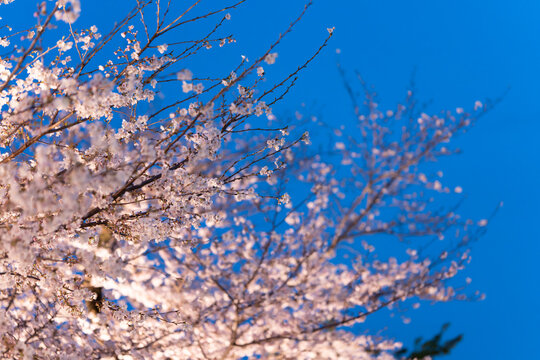 夜桜