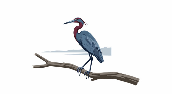 Blue heron with red neck and head perched on a branch