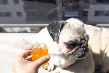 Adorable Pug with Honey Jar. Dogs and Honey Consumption Concept © Sylvie Pabion Martín