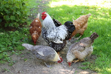 Group of mixed hens pecking at seed © Francesca Leslie